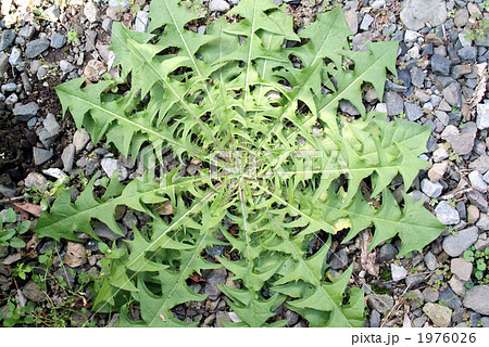 ロゼット 植物 草の写真素材