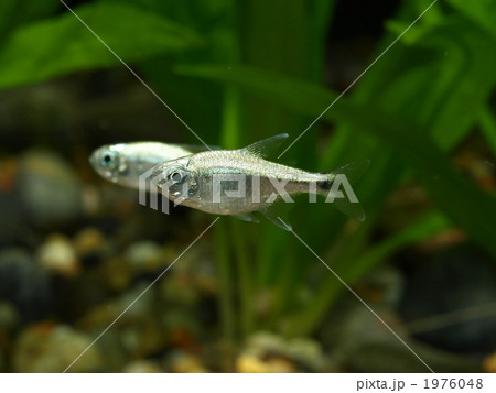 ゴールデンテトラ ゴールデンテトラ 1976048