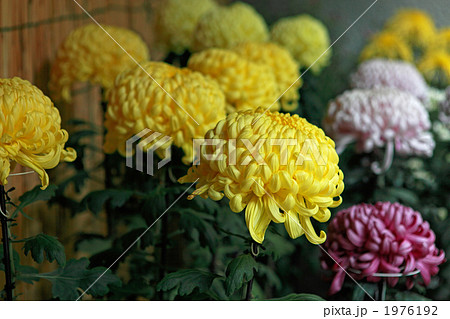 菊の大輪 1976192