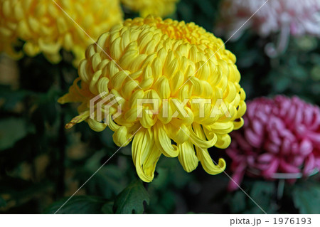 菊の大輪 1976193