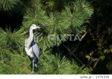 アオサギ アオサギ 1976390