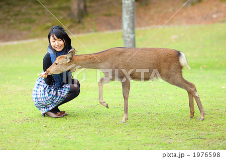 奈良公園のシカにシカせんべいをあげる若い女性 奈良公園のシカにシカせんべいをあげる若い女性 1976598