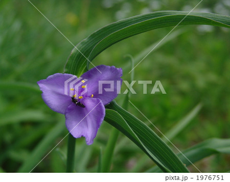 紫露草 紫露草 1976751