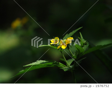 オオダイコンソウ 1976752