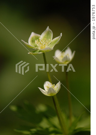 緑二輪草 1976753