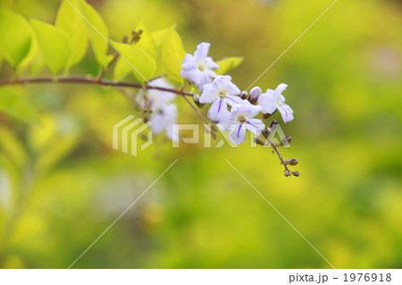 タイワンレンギョウ デュランタライム 花の写真素材