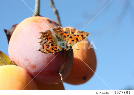 柿の木の蜜を吸う蝶 1977391