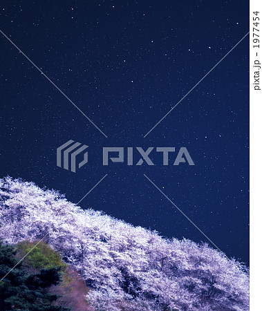 夜桜 1977454