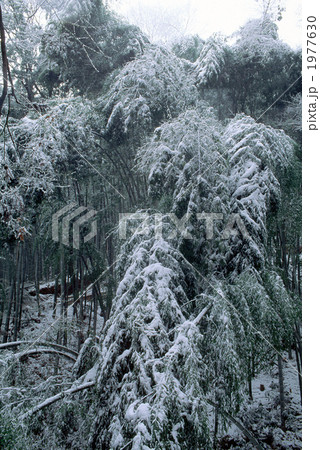 雪の竹林 1977630