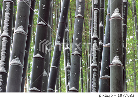 嵯峨野の雪の竹林 1977632