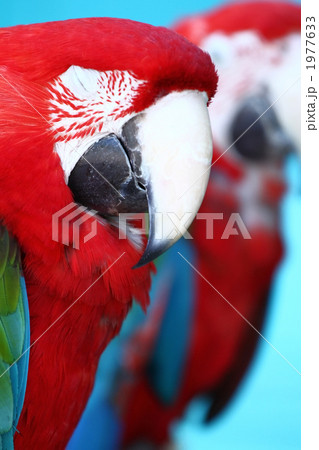 オームのお昼寝 1977633