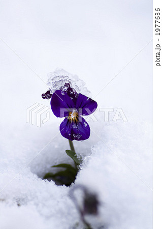 雪の中で咲く花の写真素材