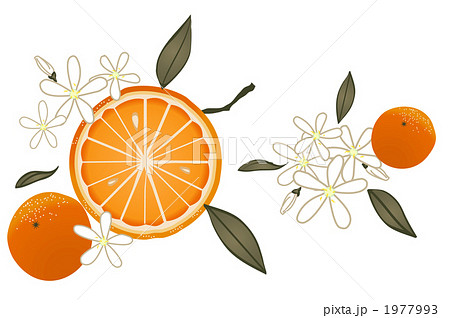 オレンジと花のイラスト素材