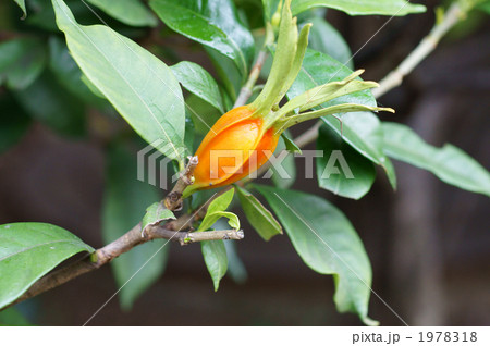 くちなしの実がつきました 1978318