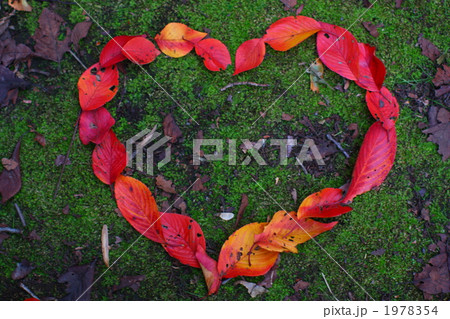 落ち葉でハート 1978354