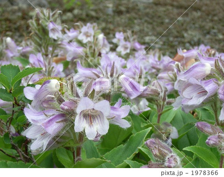 山からもらった名前・タルマイソウ 1978366