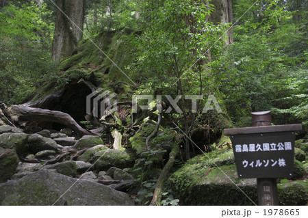 屋久島のウィルソン株 屋久島のウィルソン株 1978665