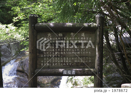 屋久島の大株歩道 1978672