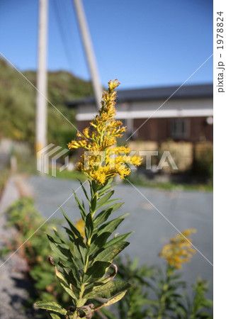 キリン草 1978824