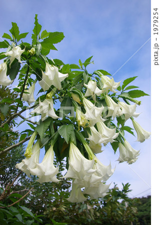 白いキダチチョウセンアサガオ 白いキダチチョウセンアサガオ 1979254