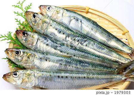 イワシ 1979303
