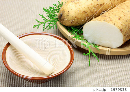 ナガイモ 1979338