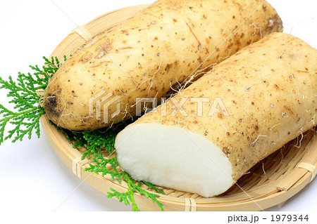 ナガイモ 1979344