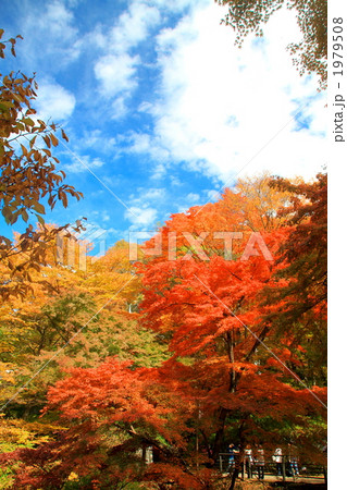 伊香保の紅葉 1979508
