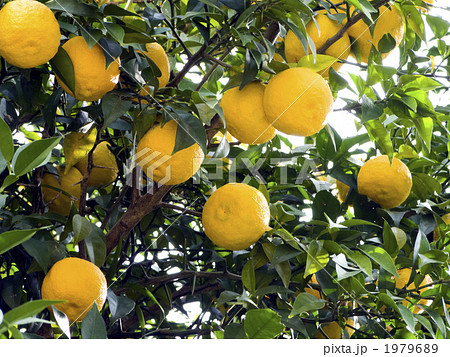 柚子 1979689