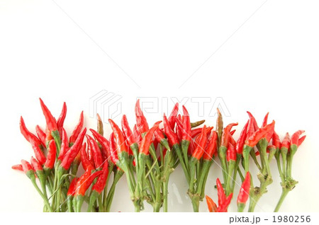 並んだトウガラシ 1980256