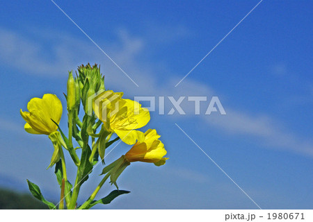 夜の花メマツヨイグサ 1980671