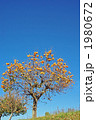 土手の柿の木 1980672