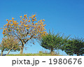 土手の柿の木 1980676