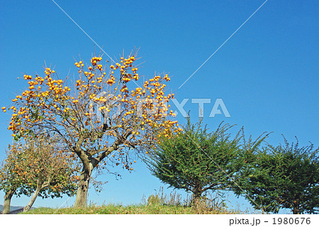 土手の柿の木 土手の柿の木 1980676