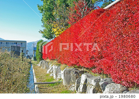 ドウダンツツジの真っ赤な生垣 ドウダンツツジの真っ赤な生垣 1980680