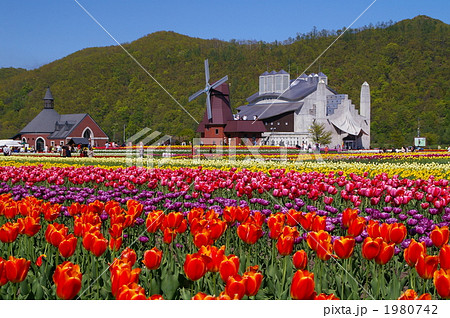 チューリップ畑 風景写真 花畑の写真素材