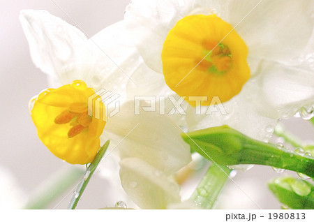 水仙の花 1980813