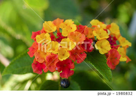 カラフルなランタナの花 カラフルなランタナの花 1980832