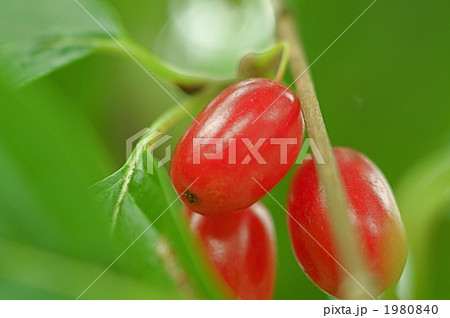 ナツグミの実 ナツグミの実 1980840