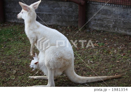 白カンガルーの写真素材