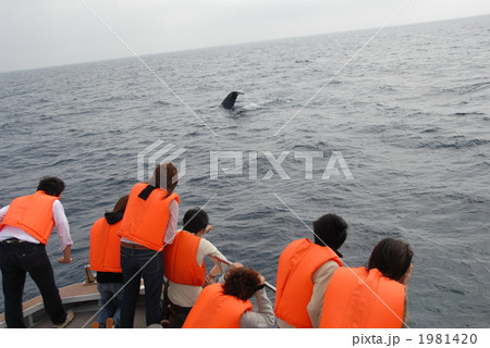 ホエールウォッチング 1981420
