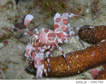 フリソデエビ 1981760