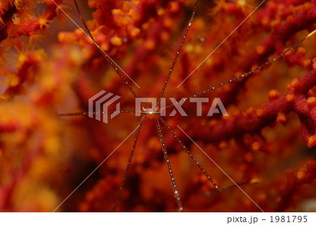 ホシゾラワラエビ 1981795