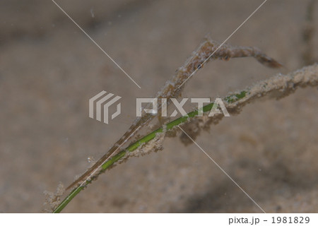 トガリモエビ 1981829