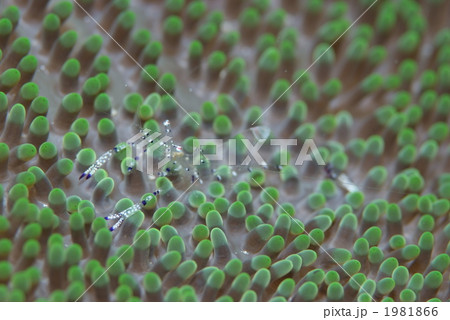 ニセアカホシカクレエビ 1981866