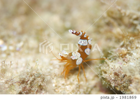 イソギンチャクモエビ 1981869