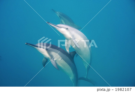 ハシナガイルカ 1982107