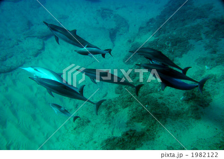 ハシナガイルカ 1982122