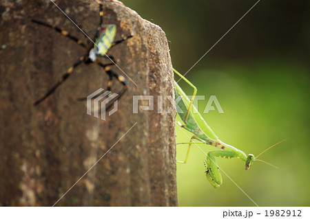 蜘蛛VSカマキリ 1982912