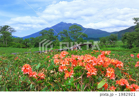 レンゲツツジ咲く尾瀬ヶ原 レンゲツツジ咲く尾瀬ヶ原 1982921